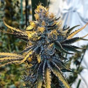 Oni Seeds - Tropicanna Punch - 12 Regolare