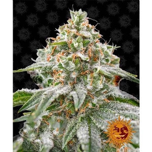 Barney s Farm - Pink Kush