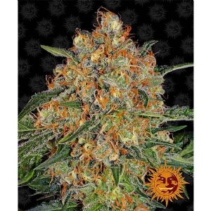 Barney s Farm - Orange Sherbert