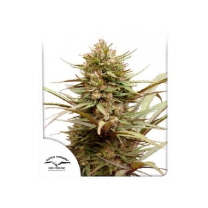 Dutch Passion - CBD Compassion