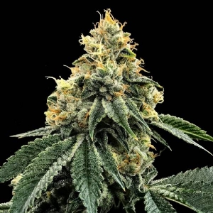DNA Genetics - Kosher Dawg