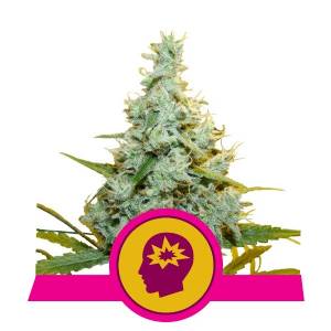 Royal Queen Seeds -  AMG Amnesia Mac Ganja