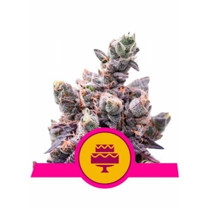 Royal Queen Seeds -  Wedding Gelato