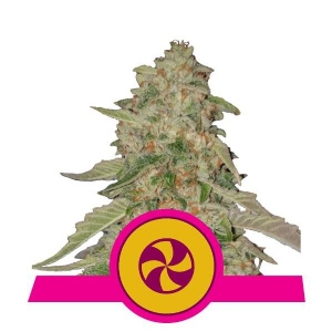 Royal Queen Seeds - Sweet ZZ (Ex Sweet Zkittlez)