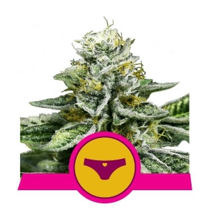 Royal Queen Seeds -  Sherbet Queen