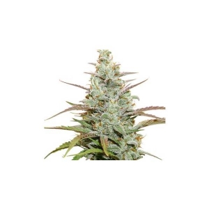 Dutch Passion - Mokum s Tulip