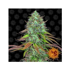 Barney s Farm - LSD Auto