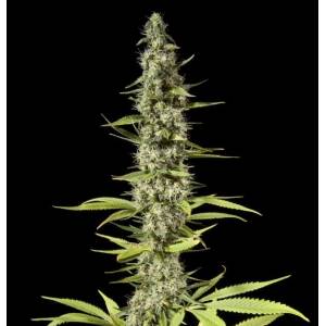 Philosopher Seeds - Early Maroc - 5 fem