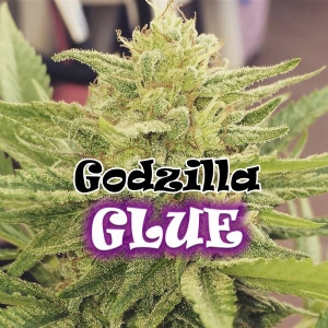 Dr Underground - Godzilla Glue