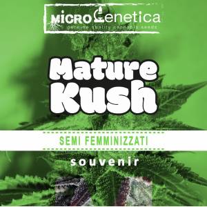 Microgenetica - Mature Kush
