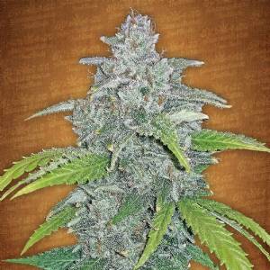 Fast Buds - Blue Dream matic