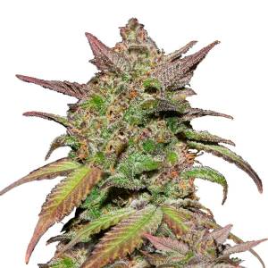 Fast Buds - Smoothie Auto