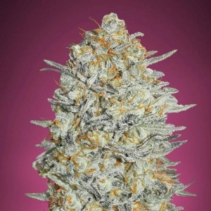 Advanced Seeds - Gelato #33