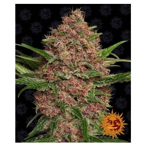 Barney s Farm - Purple Punch Auto