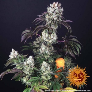 Barney s Farm - Glookies