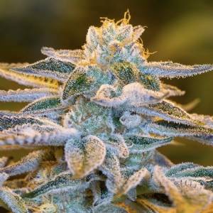 LaMota Seeds - Do-Si-Dos Cake - 10 fem
