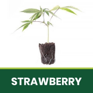 Talea Ornamentale Strawberry