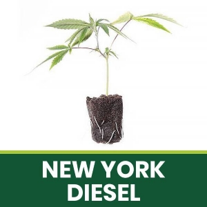 Talea Ornamentale New York Diesel