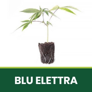 Talea Ornamentale Blu Elettra