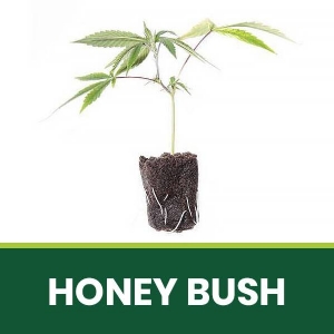 Talea Ornamentale Honey Bush