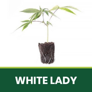 Talea Ornamentale White Lady