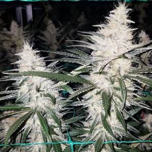Dark Horse Genetics - Lemon Jedi - 10 Reg