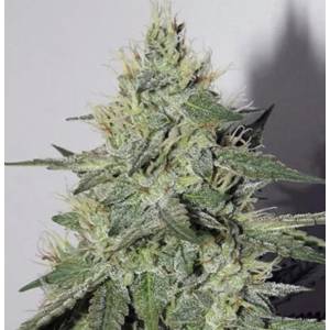 Mephisto Genetics - Chemdogging Auto - 3 Auto