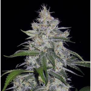 Mephisto Genetics - Fantasmo Express Auto - 3 Auto