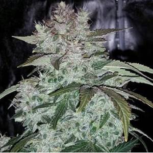 Mephisto Genetics - SODK Auto - 3 Auto