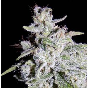 Mephisto Genetics - Walter White Auto - 3 Auto