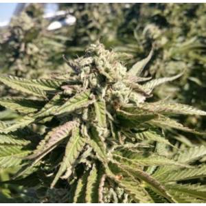 Platinium Seeds - The Azucar - 10 Reg