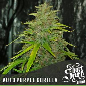 Shortstuff Seedbank - Auto Purple Gorilla 5 auto