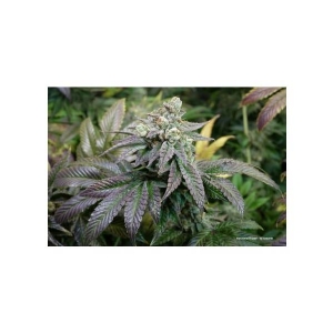 Dutch Passion - Kerosene Krush - 1 Fem