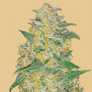 Fast Buds - Original Auto AK