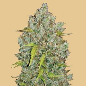 Fast Buds - Original Auto BubbleGum