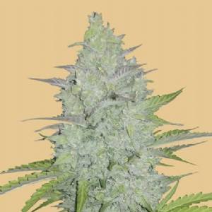 Fast Buds - Original Auto Cheese