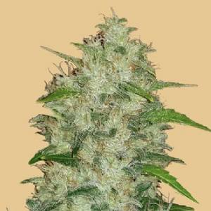 Fast Buds - Original Auto Chemdawg