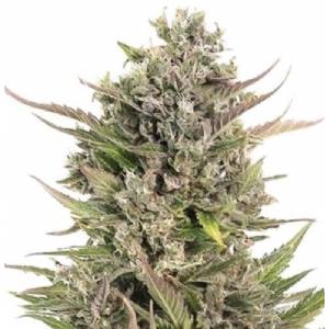 Fast Buds - Original Auto Critical