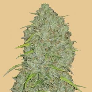 Fast Buds - Original Auto Jack Herer