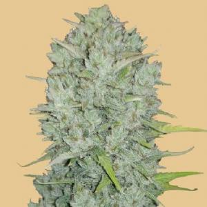 Fast Buds - Original Auto Northern Lights