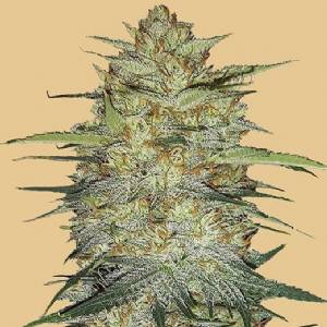 Fast Buds - Original Auto OG Kush