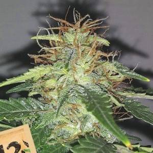 Fast Buds - Original Auto Russian