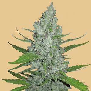 Fast Buds - Original Auto Sour Diesel