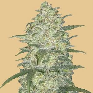 Fast Buds - Original Auto White Widow