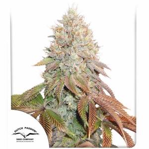 Dutch Passion - Banana Blaze Auto