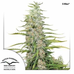 Dutch Passion - C-Vibez