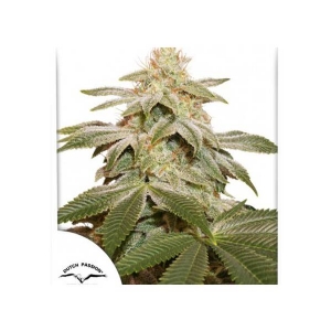 Dutch Passion - Critical Orange Punch Auto