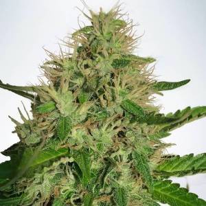 Ministry of Seeds - Cannabis Light 5 fem