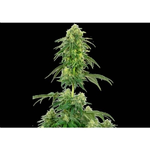 White Label - Strawberry Kush