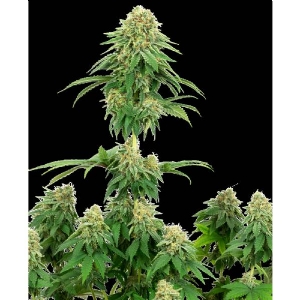 White Label - Girl Scout Cookies